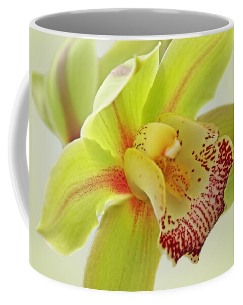 Yellow Orchid Coffee Mug featuring the photograph Fresh Green Cymbidium Orchid by Gill Billington