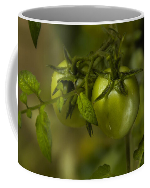 Tomato Coffee Mug featuring the photograph Fresh Tomato by Ramabhadran Thirupattur