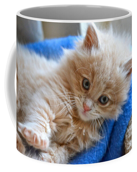 Cat Coffee Mug featuring the photograph Freya #2 by Cindy Schneider