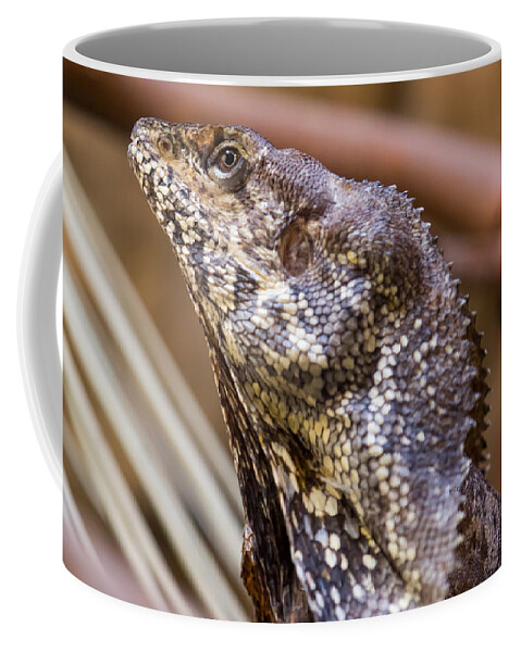 Lizard Coffee Mug featuring the photograph Frilled Lizard by Shawn Jeffries