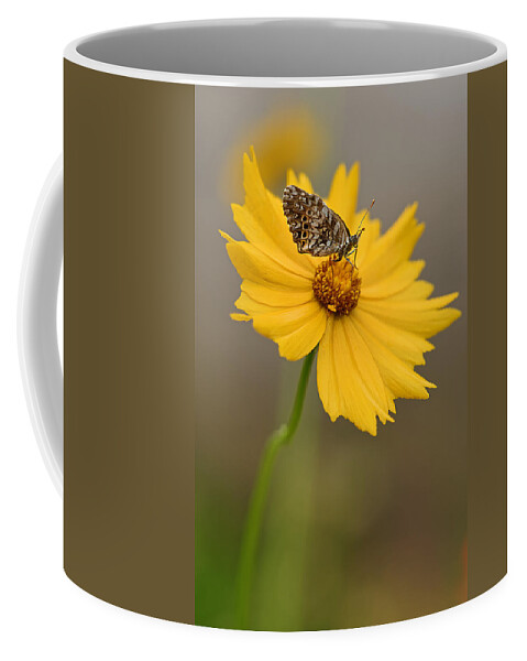 2015 Coffee Mug featuring the photograph Fritillary on Coreopsis by Robert Charity
