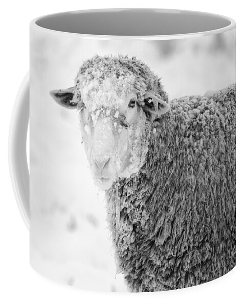 Sheep Coffee Mug featuring the photograph Frozen Dinner by Michael Dawson