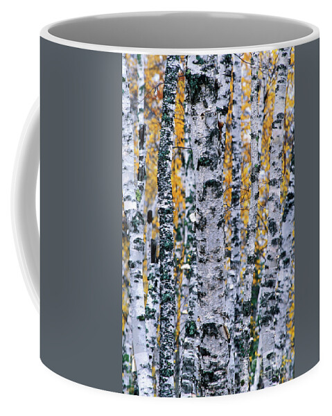 Birch Coffee Mug featuring the photograph Fs000502 by Daniel Dempster