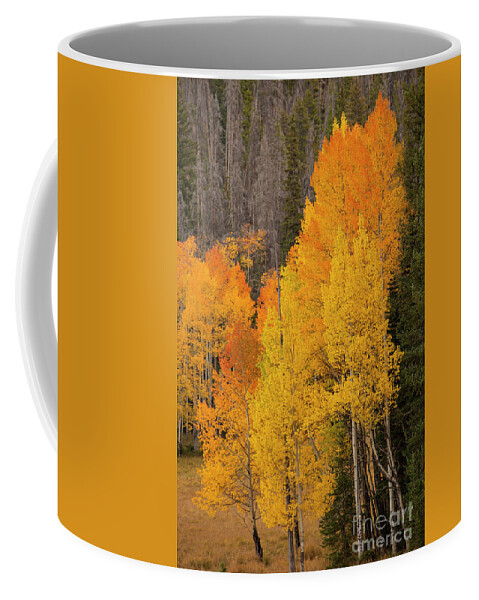 Autumn Coffee Mug featuring the photograph Fall Color #1 by Timothy Johnson