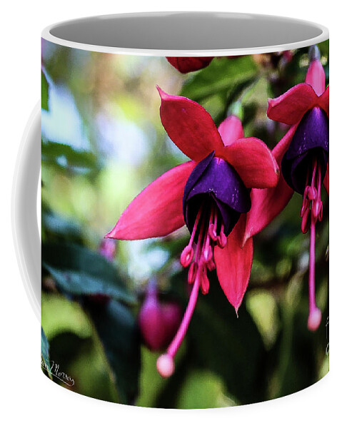 Flower Coffee Mug featuring the photograph Fuchsia by Adam Morsa