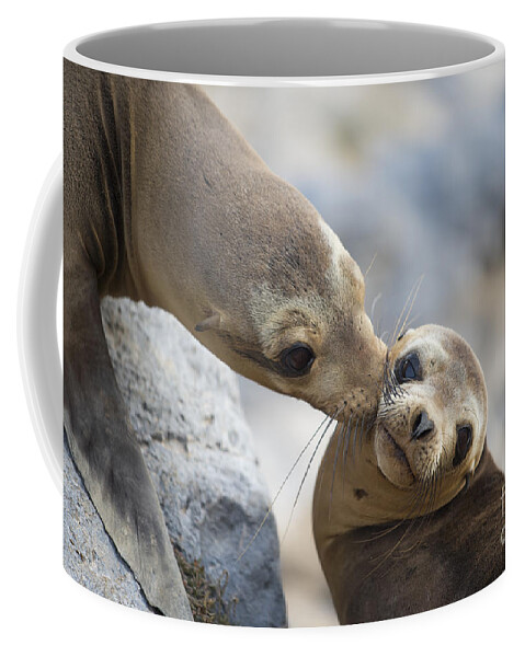 00548047 Coffee Mug featuring the photograph Galapagos Sea Lion Kiss by Tui De Roy