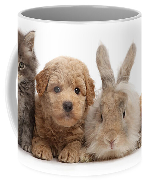 Guinea Pig Coffee Mug featuring the photograph Gang of Four by Warren Photographic