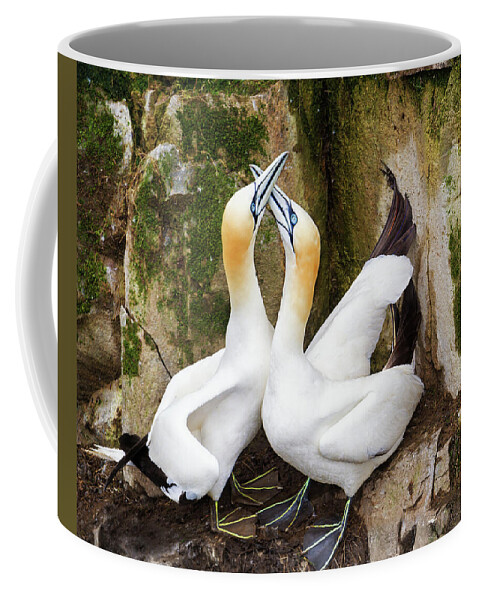 Canada Coffee Mug featuring the photograph Gannet Passion by Tracy Munson