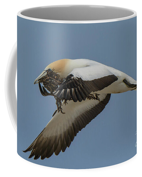 Bird Coffee Mug featuring the photograph Gannets 1 by Werner Padarin