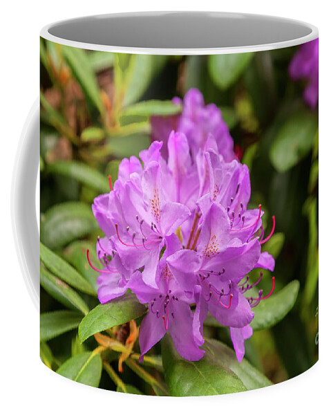 Purple Coffee Mug featuring the photograph Garden Rhodoendron plant by Sophie McAulay