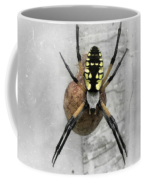 Spider Coffee Mug featuring the photograph Garden Spider by Amber Flowers