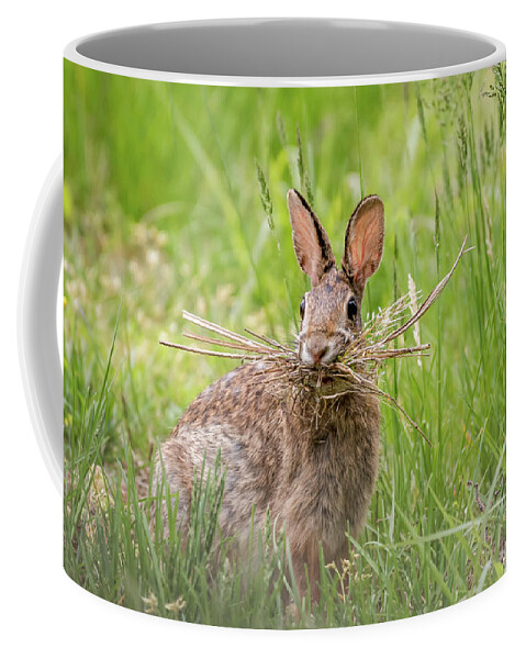 Terry D Photography Coffee Mug featuring the photograph Gathering Rabbit by Terry DeLuco