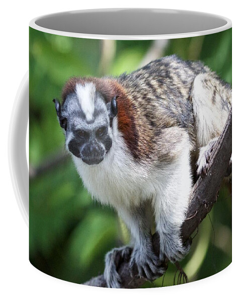 Monkey Coffee Mug featuring the photograph Geoffroy's Tamarin Saguinus Geoffroyi by Venetia Featherstone-Witty