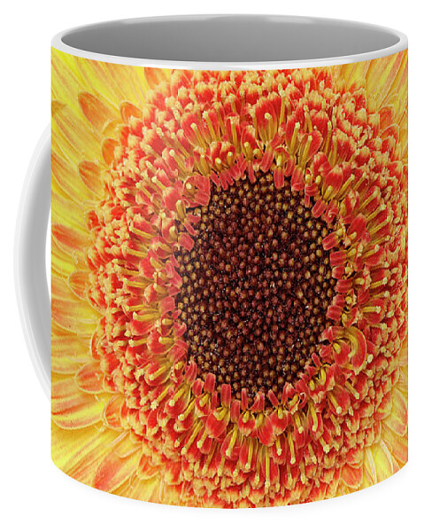 Garden Coffee Mug featuring the photograph Gerber Daisy by Garden Gate
