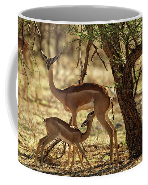 A Gerenuk Is A Type Of Antelope. This Mother And Child Were Photo'd In The Masai Mara Region In Kenya Coffee Mug featuring the photograph Gerenuk Feeding by Steven Upton