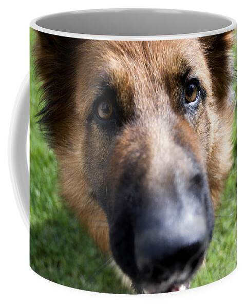 German Shepherd Coffee Mug featuring the photograph German Shepherd dog by Fabrizio Troiani