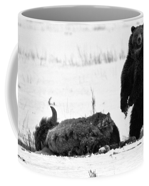 Grizzly Bear Coffee Mug featuring the photograph Getting Ready For Dinner - Yellowstone Grizzly 2018 Crop Black And White by Adam Jewell