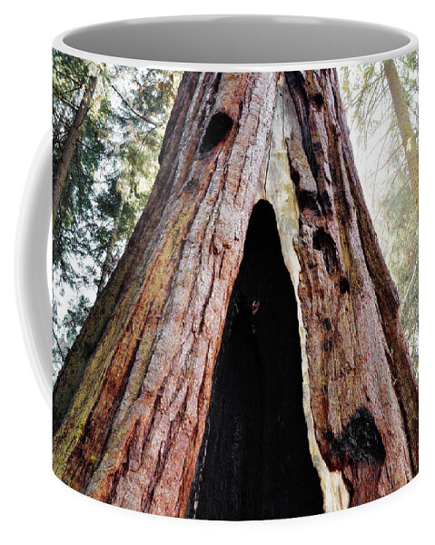 Sequoia National Park Coffee Mug featuring the photograph Giant Forest Giant Sequoia by Kyle Hanson