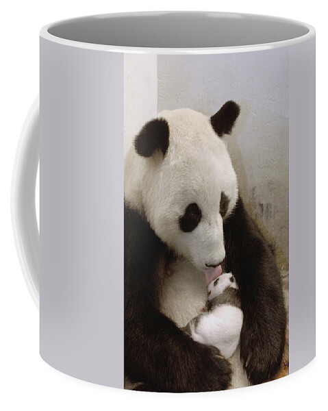 Mp Coffee Mug featuring the photograph Giant Panda Ailuropoda Melanoleuca Xi by Katherine Feng