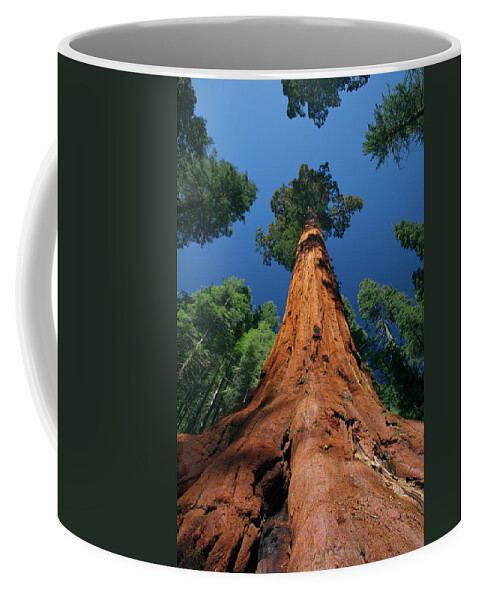 00553424 Coffee Mug featuring the photograph Giant Sequoia in Yosemite by Jeff Foott