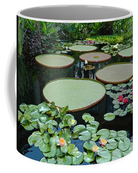 Giant Water Platters - Longwood Gardens Pa Coffee Mug featuring the photograph Giant Water Platters - Longwood Gardens PA by Emmy Vickers