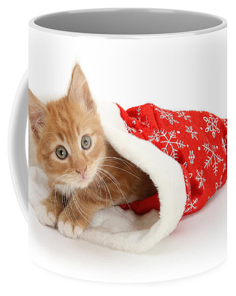 Father Christmas Coffee Mug featuring the photograph Ginger Kit in Santa Hat by Warren Photographic