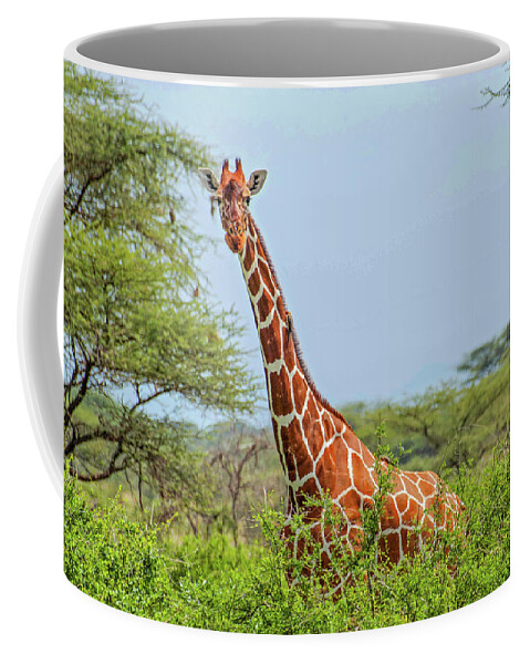 Giraffe Coffee Mug featuring the photograph Giraffe in the shrubs by Peggy Blackwell
