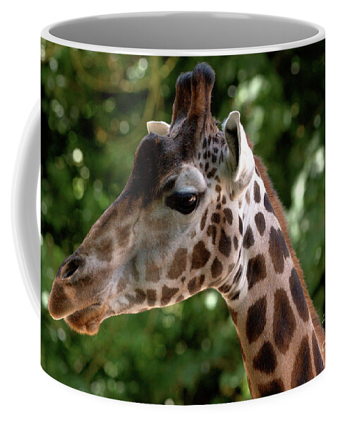 Tall Coffee Mug featuring the photograph Giraffe Portrait by Baggieoldboy