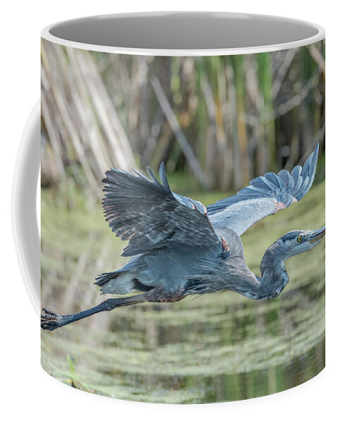 Bird Coffee Mug featuring the photograph Gliding over the wetlands... by Ian Sempowski