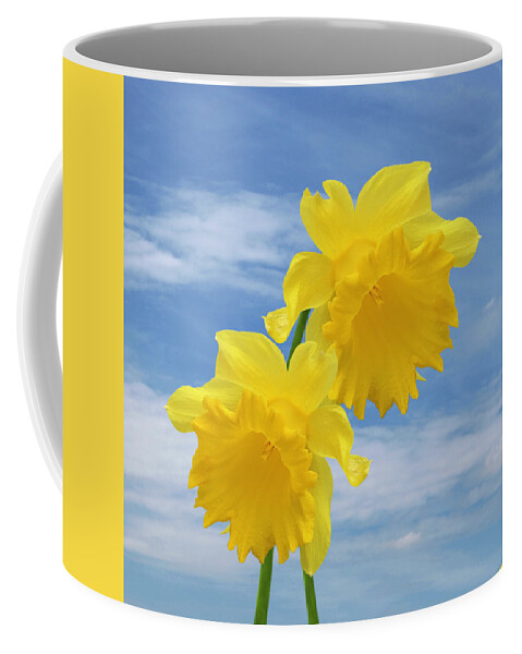 Daffodil Coffee Mug featuring the photograph Glorious Spring Daffodils Square by Gill Billington