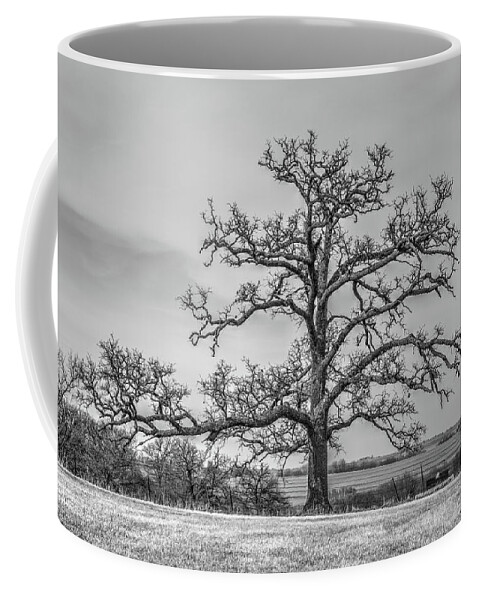 Gnarly Coffee Mug featuring the photograph Gnarly Nature by J Laughlin