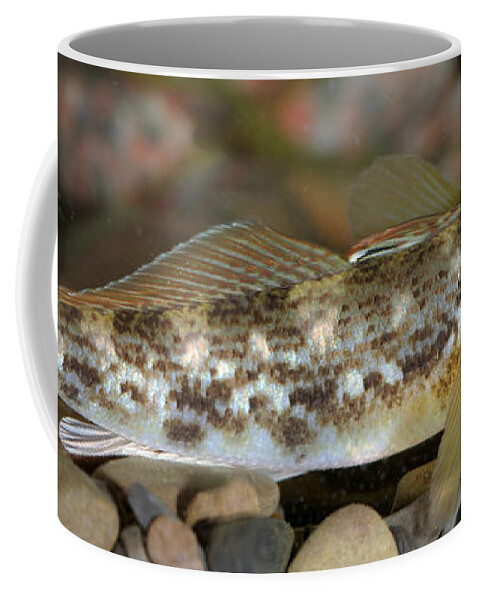 Fish Coffee Mug featuring the photograph Goby Fish by Ted Kinsman