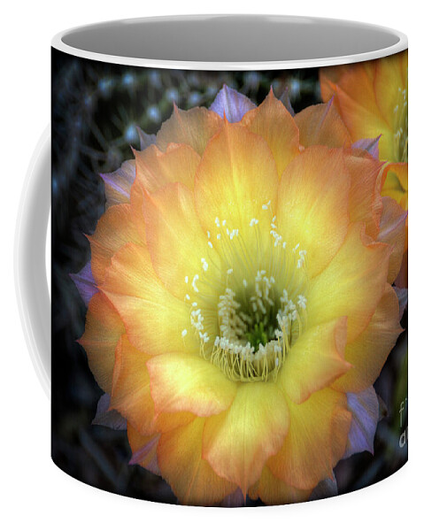 Arizona Coffee Mug featuring the photograph Golden Cactus Bloom by Saija Lehtonen