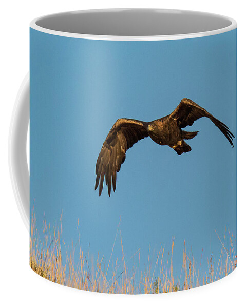Eagle Coffee Mug featuring the photograph Golden Eagle on the Hunt by Tony Hake