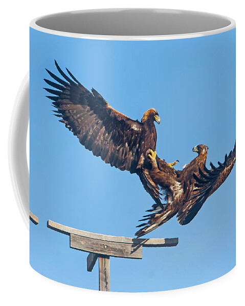 Mark Miller Photos Coffee Mug featuring the photograph Golden Eagle Courtship by Mark Miller