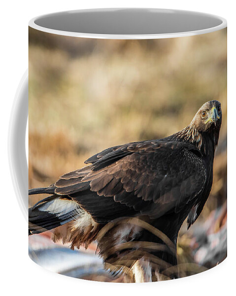 Golden Eagle Coffee Mug featuring the photograph Golden Eagle's Glance by Torbjorn Swenelius