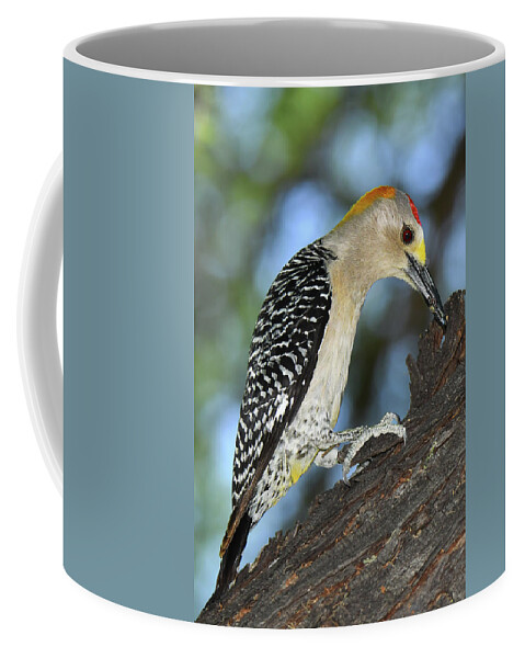 Bird Coffee Mug featuring the photograph Golden-fronted Woodpecker by Alan Lenk