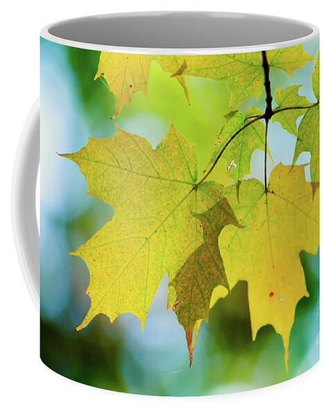 Michigan Coffee Mug featuring the photograph Golden Maple Leaves by Rich S