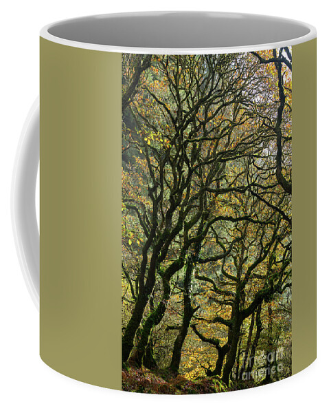Oak Trees Coffee Mug featuring the photograph Golden Oaks by Andy Myatt