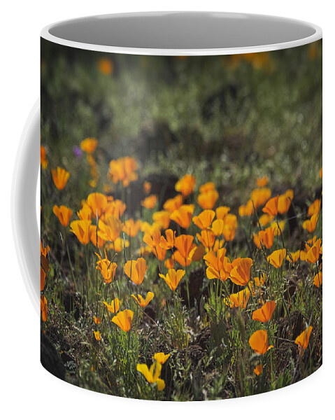 Poppies Coffee Mug featuring the photograph Golden Poppies in the Dawn's Light by Saija Lehtonen