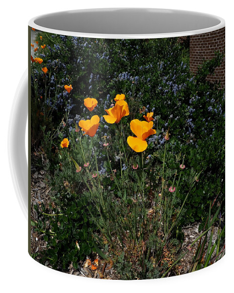 Botanical Coffee Mug featuring the photograph Golden Poppy Path by Richard Thomas