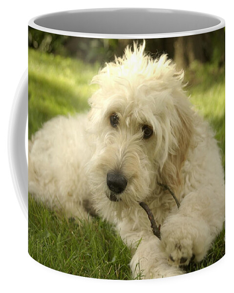 Dog Coffee Mug featuring the photograph Goldendoodle Puppy and Stick by Anna Lisa Yoder