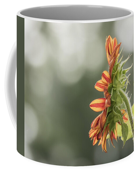 Sunflower Coffee Mug featuring the photograph Good Morning Sunshine by Thomas Young