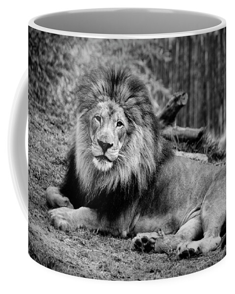 Lion Coffee Mug featuring the photograph Gorgeous Male Lion San Diego CA by Lawrence Knutsson