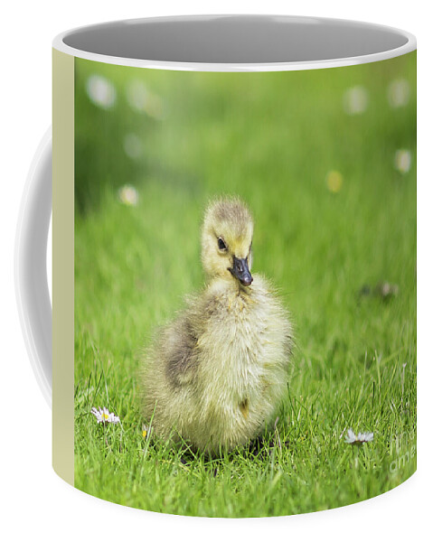 Gosling Coffee Mug featuring the photograph Gosling by Eva Lechner