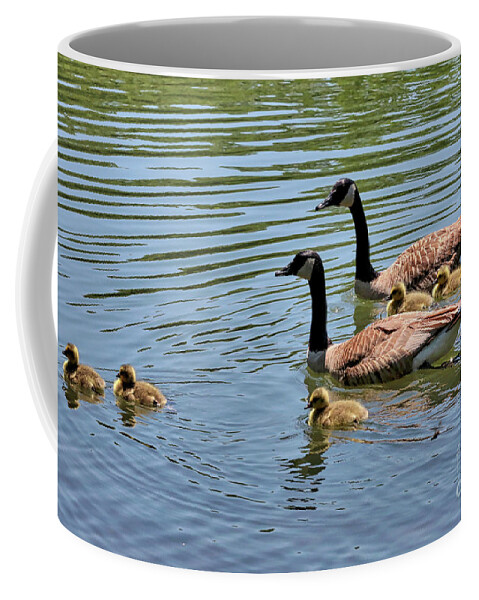 Branta Canadensis Coffee Mug featuring the photograph Goslings Go for a Swim by Carol Groenen