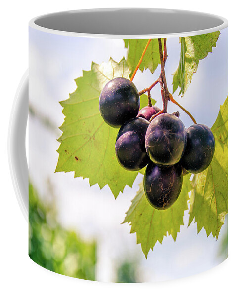 Vineyard Coffee Mug featuring the photograph Grape Vine 6 by Andrea Anderegg