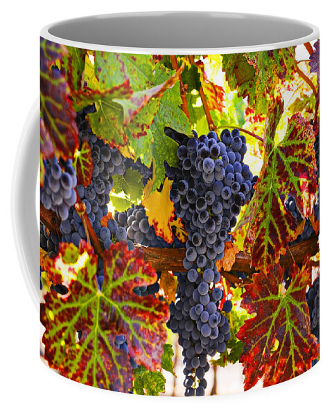 Grapes Coffee Mug featuring the photograph Grapes on vine in vineyards by Garry Gay