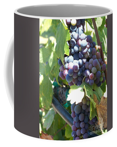 Grapes Coffee Mug featuring the photograph Grapevine by Pamela Walrath