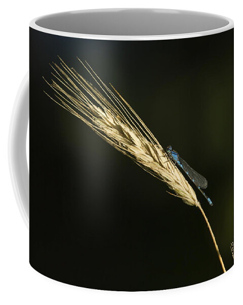 Enallagma Cyathigerum (common Blue Damselfly Coffee Mug featuring the photograph Grass with Blue Damsel by Thomas Young